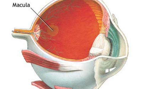 Degeneração Macular