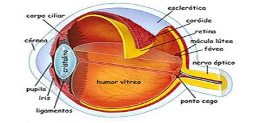 Como funciona o olho humano?