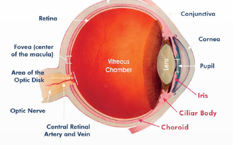 CAPV Optometria - Muitas doenças afetam a região dos olhos