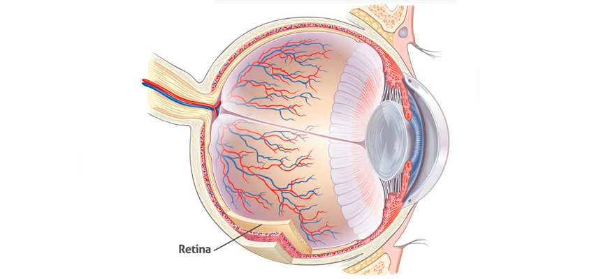 Procedimentos na Retina e Vítreo 